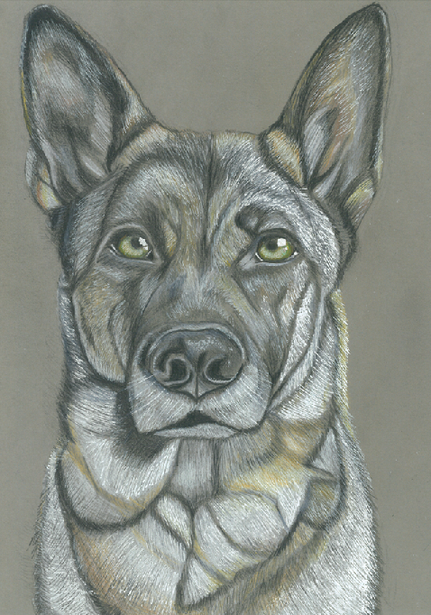Portrait de Malinois