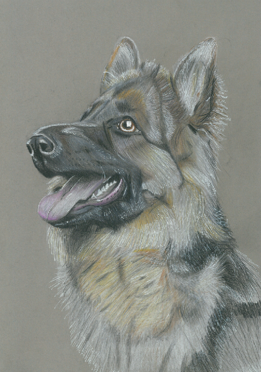 Portrait de Berger Allemand