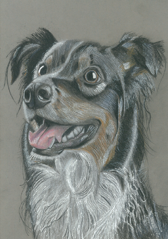 Portrait de Berger Australien