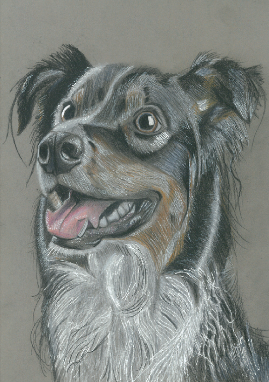 Portrait de Berger Australien