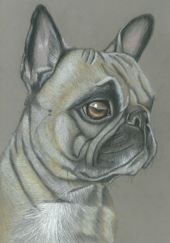 Portrait de Bouledogue Français