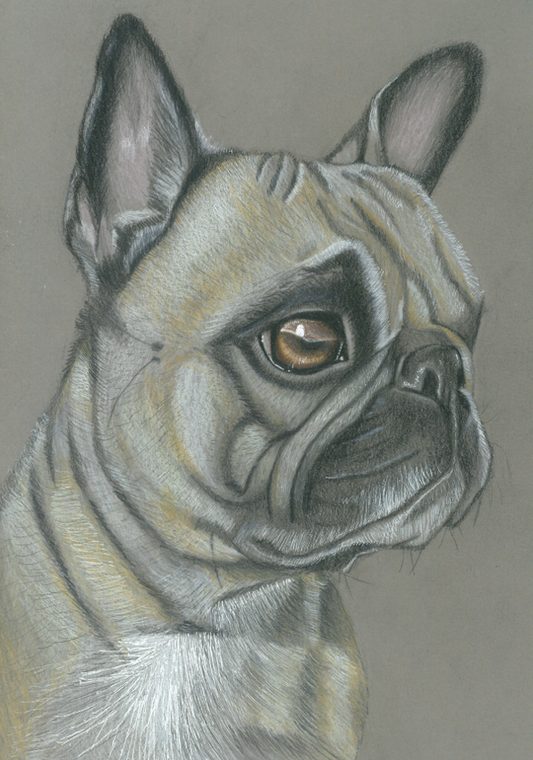 Portrait de Bouledogue Français